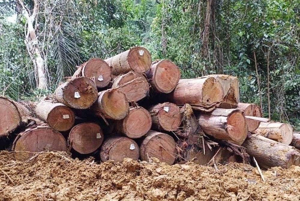 40 tual pelbagai spesies balak bermutu yang dianggarkan bernilai lebih RM250,000 ditemui dalam Hutan Simpan Batu Talam pada Isnin.