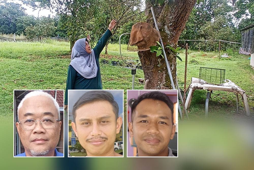 Sri Dewi menunjukkan pokok bersebelahan rumahnya di Kampung Sri Timur yang pernah dirosakkan gajah liar. Gambar kecil dari kiri: Jaafar, Mohd Firdaus, Mohd Nor Izhar