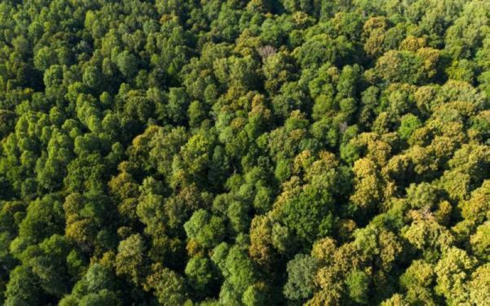 Mahkamah Tinggi Shah Alam menetapkan 17 November ini untuk keputusan permohonan kebenaran semakan kehakiman dua NGO bagi mencabar tindakan Kerajaan Negeri Selangor yang membenarkan pembangunan di Hutan Simpan Bukit Cherakah.