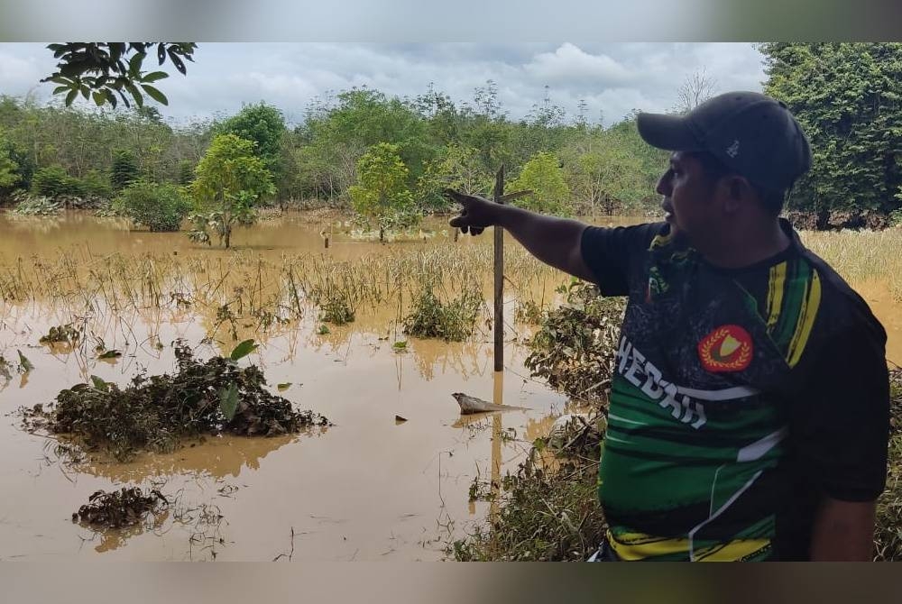 Mangsa banjir kilat, Khairul Anuar Abd Ades, 42 dari Kampung Pokka menunjukkan air sungai Padang Terap yang melimpah keluar memasuki kawasan kediaman penduduk pada pagi Sabtu.