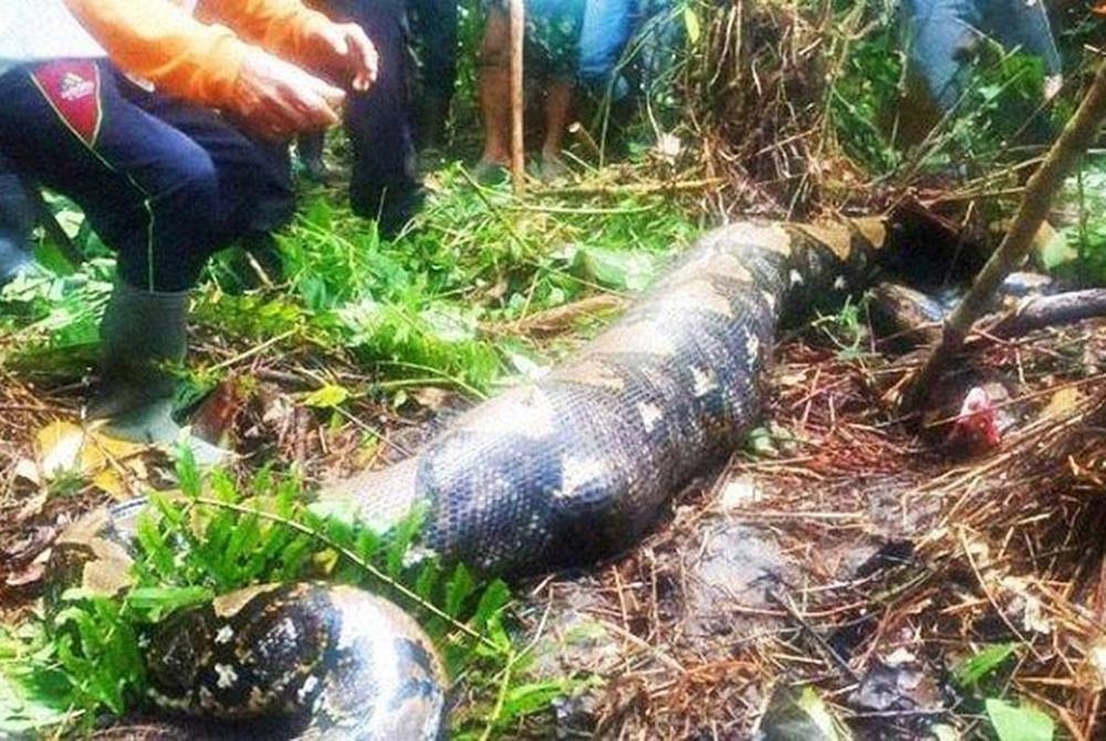 Seekor ular sawa menelan seorang wanita berusia 50-an di dalam hutan di Jambi baru-baru ini. - Foto dok Birin Warga Desa Terjun Gajah/Kompas