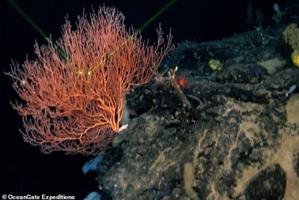 Satu rakaman video baru-baru ini menunjukkan ekosistem yang terdapat dalam laut berdekatan kapal Titanic yang karam pada tahun 1912. - Foto OceanGate Expedition