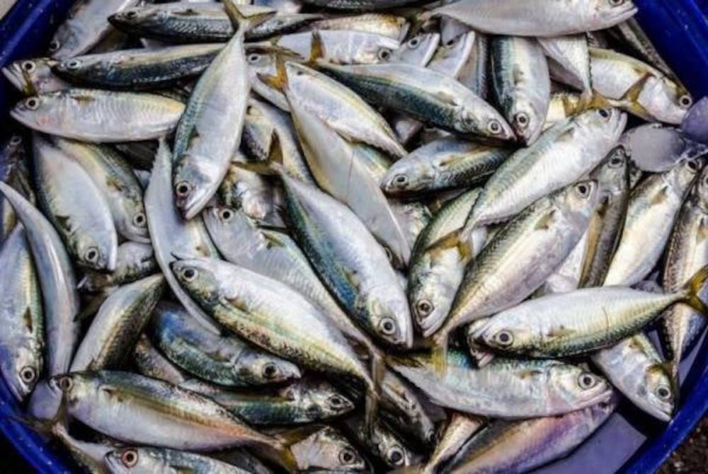 Harga ikan di pasaran tempatan akan pulih dalam tempoh dua minggu lagi selepas tamat musim peralihan monsun sekarang ini. - Gambar hiasan