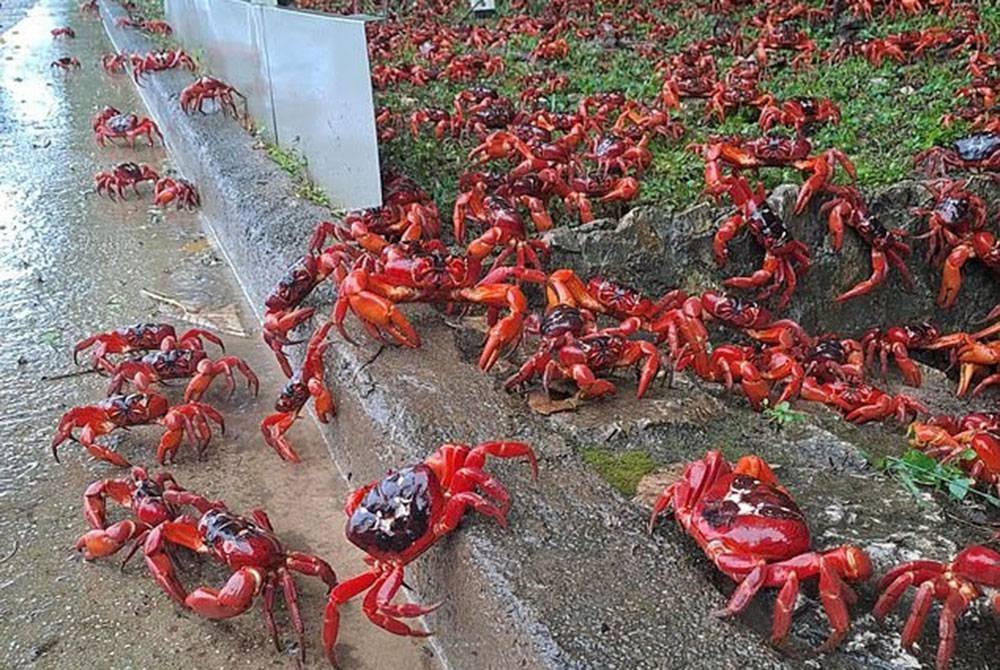 Berjuta-juta ekor ketam merah bergerak ke pantai dari hutan di Pulau Christmas, Australia baru-baru ini. - Foto Instagram/islandgirldiscovery