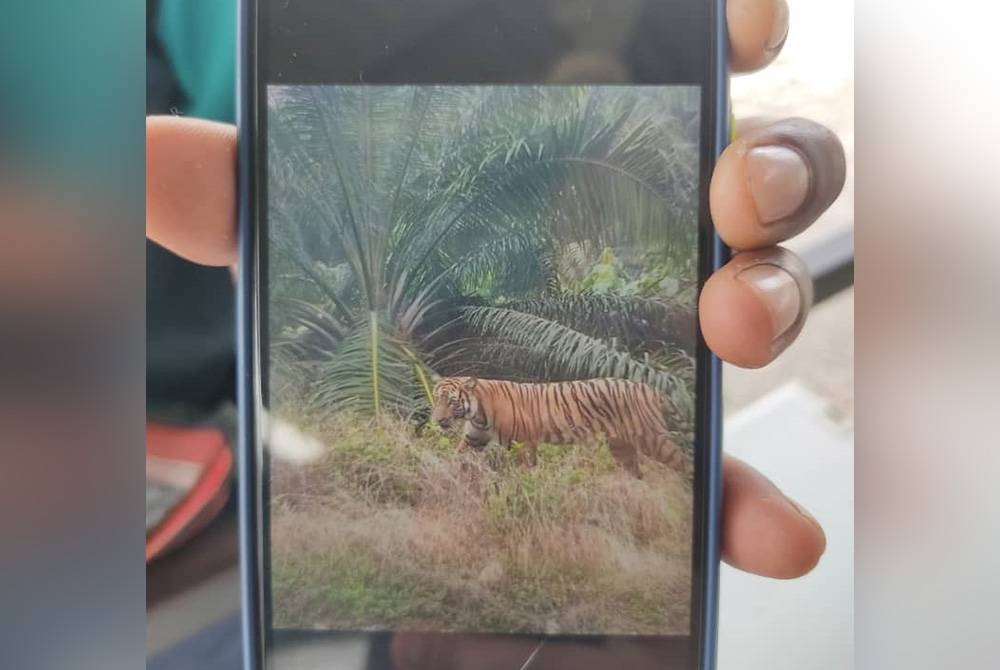 Gambar seekor harimau dewasa yang tular dipercayai adalah berlaku Indonesia.