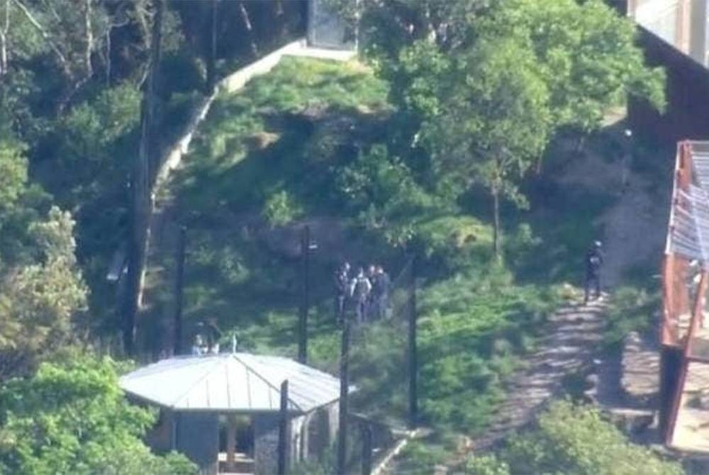 Lokasi lima ekor singa terlepas itu ialah Zoo Taronga, Sydney. - Foto Nine