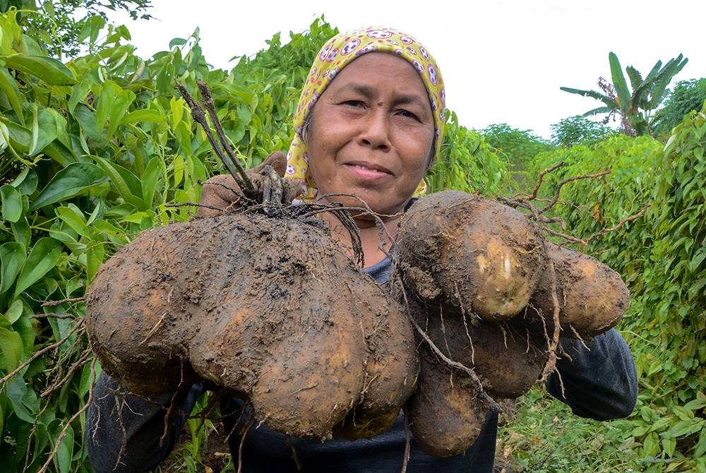 Siti Mariam Samad menunjukkan ubi badak untuk dijual pada musim tengkujuh di gerainya di Kampung Padang Siam di sini. Foto Bernama