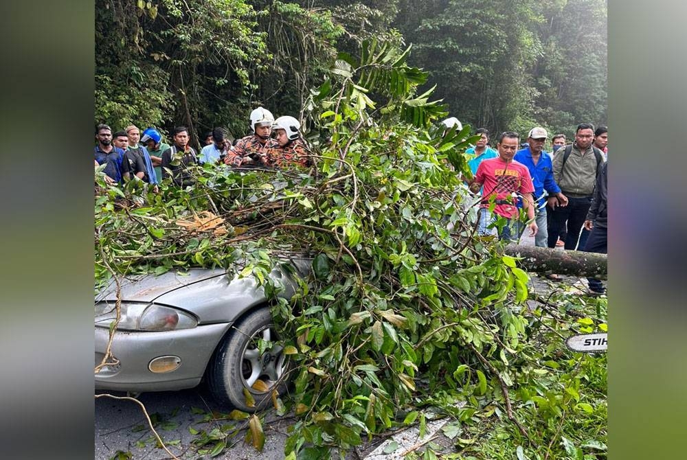 Kenderaan yang dinaiki sepasang suami isteri dihempap sebatang pokok dalam kejadian di Jalan Terap, Sungai Tengas Kulim Kedah. Foto JBPM