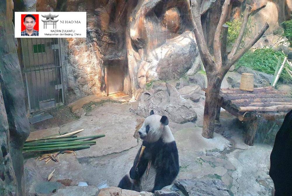 Seekor panda ketika lawatan penulis di Zoo Beijing.