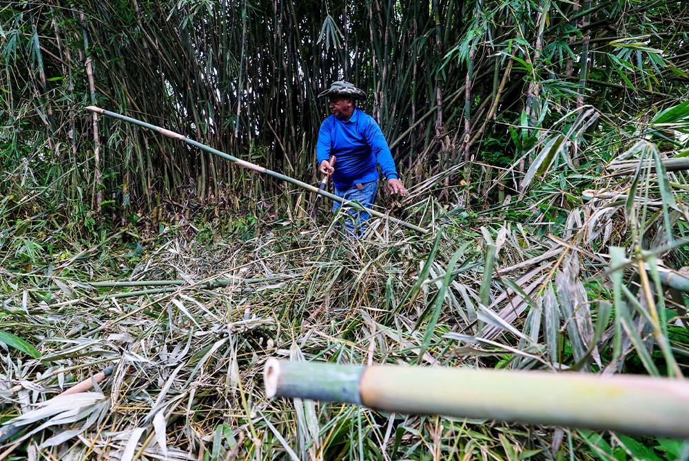 Pembekal Buluh, Ghazali Hassan menebang buluh bagi memenuhi permintaan sekaligus memperolehi pendapatan tambahan kira-kira RM5,000 sempena Pilihan Raya Umum ke-15 (PRU15) di sini. - Foto Bernama