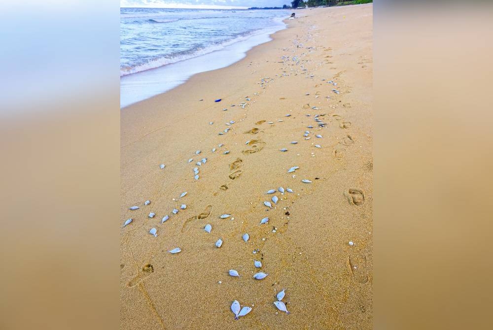 Ikan yang terdapat di pesisir pantai Rhu Renggeh.