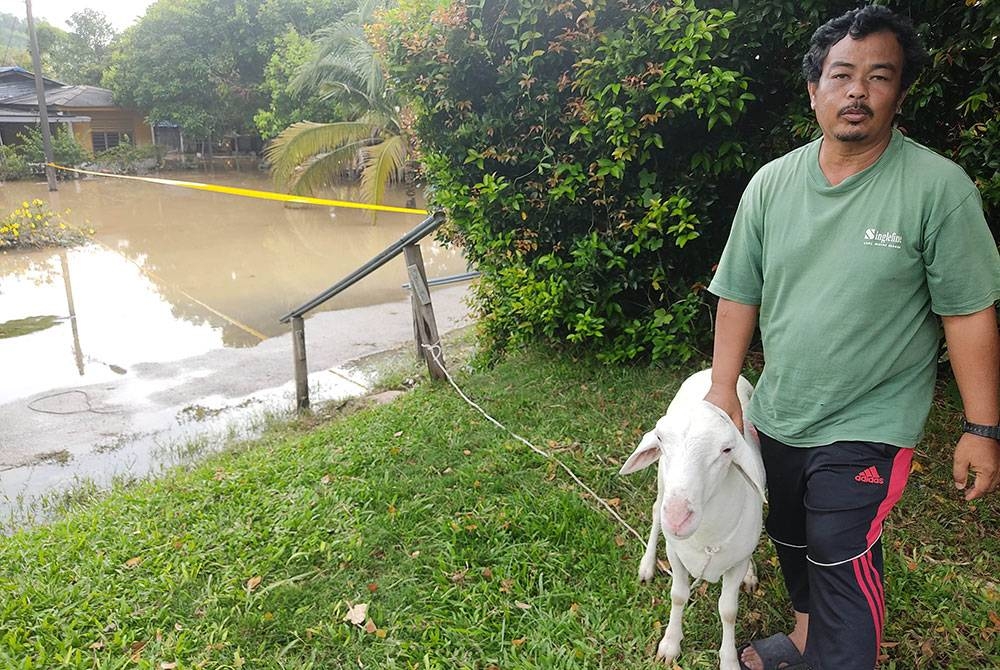 Azhar bersama kambing baka Biri-Biri Santa yang dapat diselamatkan ketika banjir di Kampung Cemperai, Dengkil di Sepang, Selangor pada Khamis.