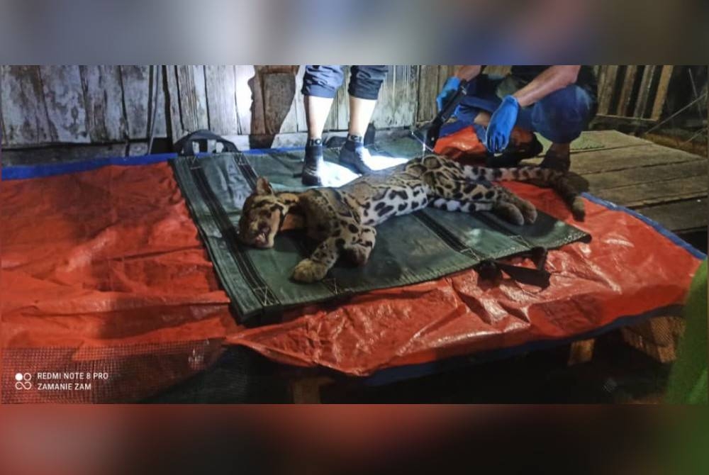 Harimau akar berjaya ditangkap dengan bantuan anggota Perhilitan pada Khamis.