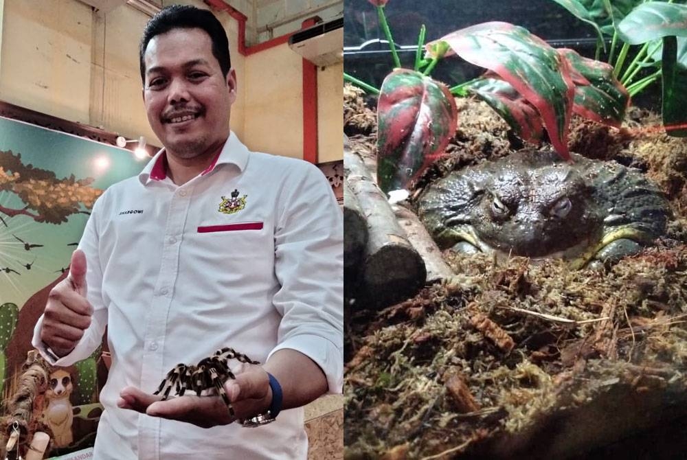 Ahmad Shargowi (kiri) dan Penolong Kurator Pameran Muzium, Shahrul Hisham Abdul Ra-aid melihat pengunjung memberi makan arnab. Gambar kanan: African Bullfrog antara spesies yang menarik perhatian pengunjung