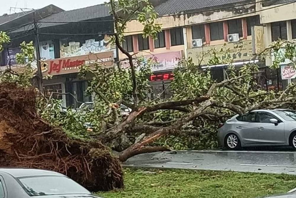 Pokok tumbang dan menghempap tiga kereta selepas hujan lebat dan angin kencang di Simpang 4, Taman Ungku Tun Aminah, Skudai, Johor Bahru pada Rabu.