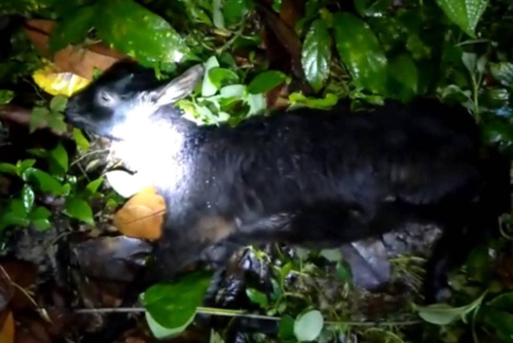 Seekor kambing milik penduduk yang diserang harimau dahan di Kampung Surau,mukim Belantik beberapa hari lepas.