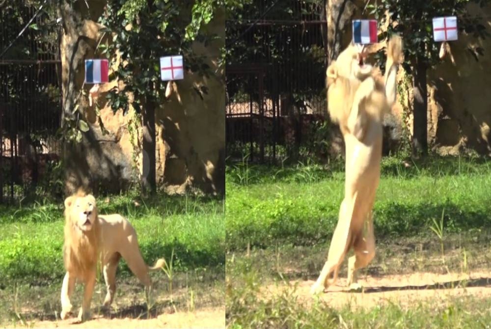 Chao boy berjalan menuju ke bawah bendera Perancis dan England. Chao Boy menggigit paha ayam yang digantung di bawah bendera Perancis. - Foto Agensi