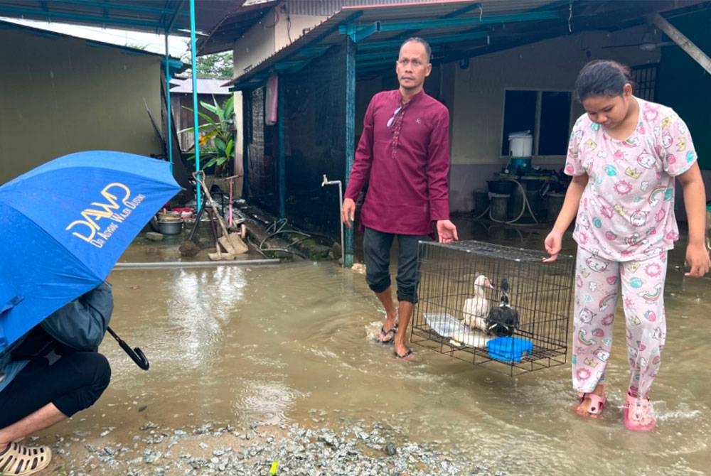 Mangsa banjir, Nazri Omar, 46, (kiri) menyelamatkan itik peliharaan daripada ditenggelami banjir.