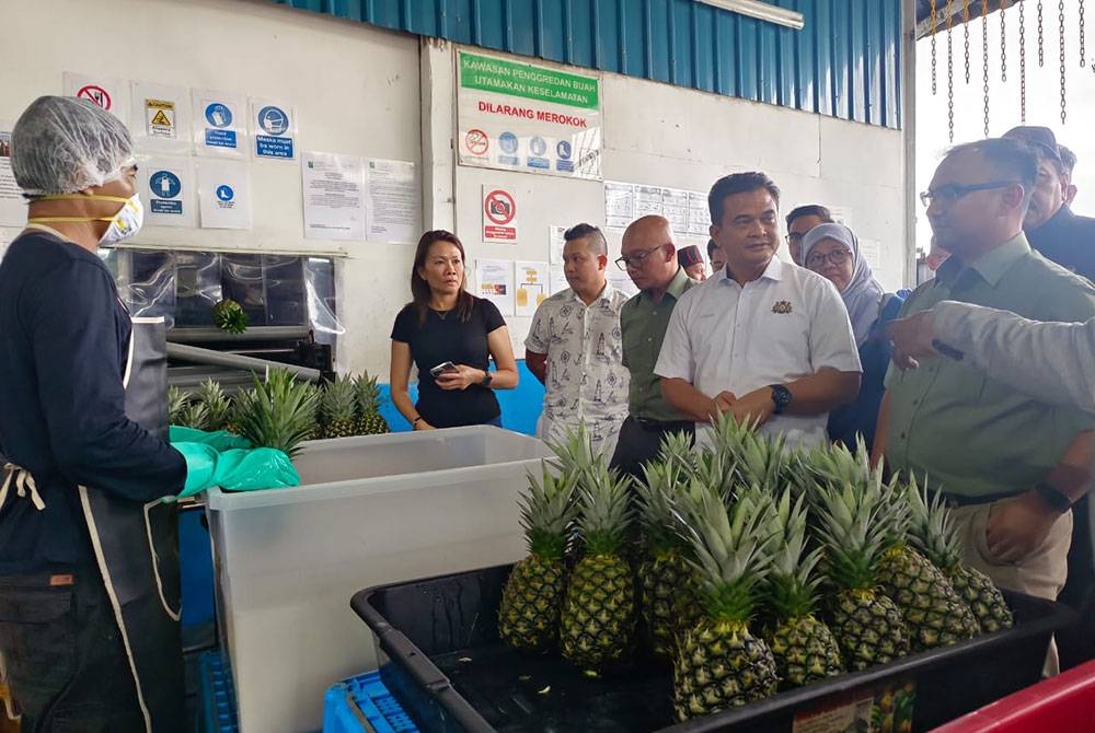 Zahari (tengah) melihat proses pembungkusan buah nanas sebelum menyempurnakan pelepasan eksport nanas MD2 ke Jerman di Ladang Nanas Kulim di Ulu Tiram, Johor Bahru, pada Khamis