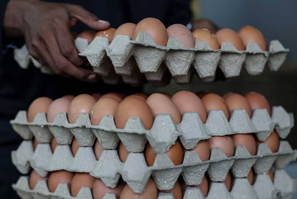 Kerajaan membenarkan kemasukan telur ayam dari India pada Jumaat melalui laluan udara sebagai fasa percubaan bagi memastikan telur ayam yang diimport menepati segala piawaian yang ditetapkan. - Foto hiasan/Bernama