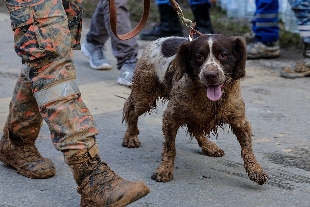 Keadaan seekor anjing unit K-9 yang dipenuhi lumpur ketika tinjauan di lokasi kejadian tanah runtuh di Batang Kali pada Sabtu. - Foto Bernama