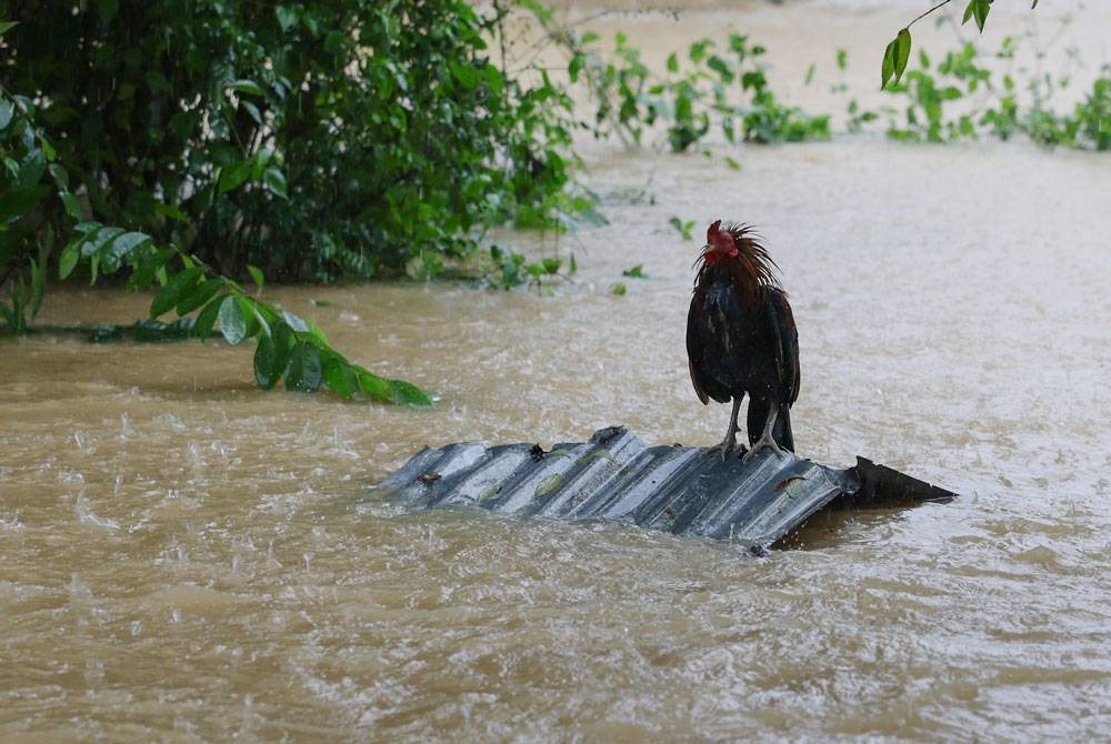 Gambar hiasan. - Foto: Bernama