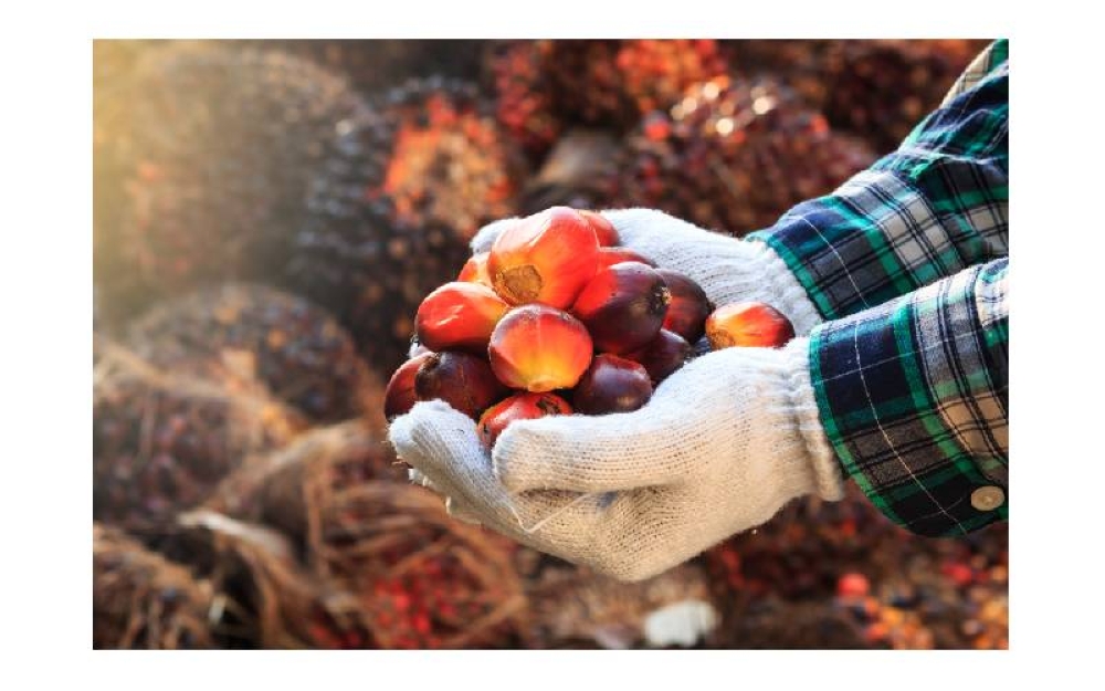 Industri minyak sawit tempatan telah menjana kelangsungan ekonomi buat lebih 450,000 pekebun kecil.