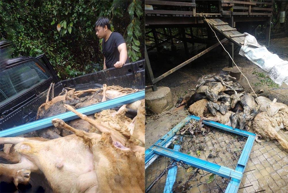 Antara haiwan ternakan Rusdi yang mati dalam bencana banjir di Kampung Padang Buluh, Jertih, di Besut pada Ahad lalu.