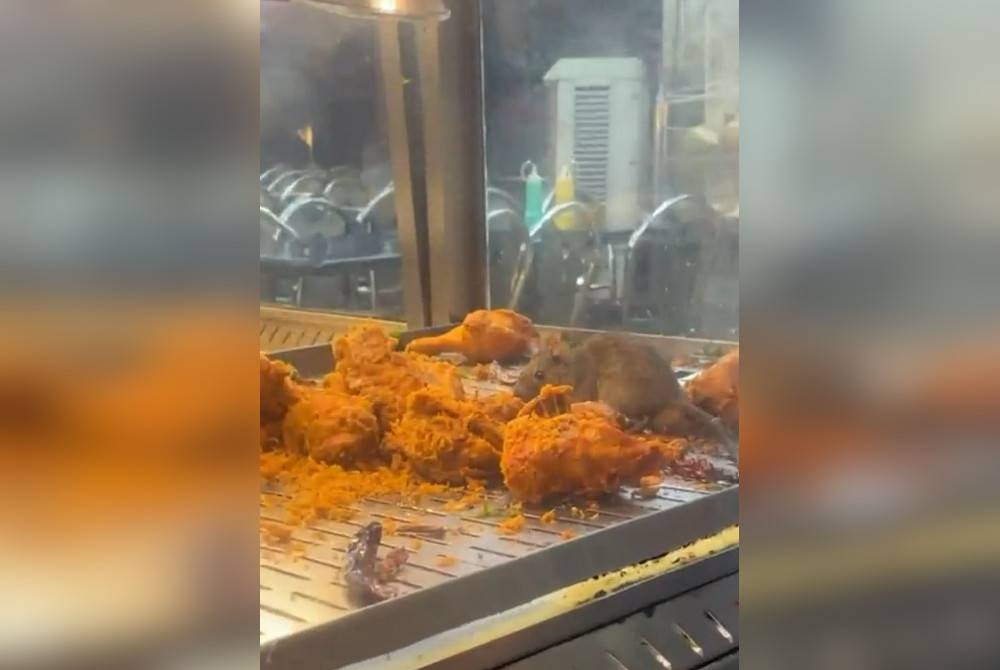 Tangkap layar video yang memaparkan seekor tikus sedang menjilat ayam goreng di sebuah restoran.