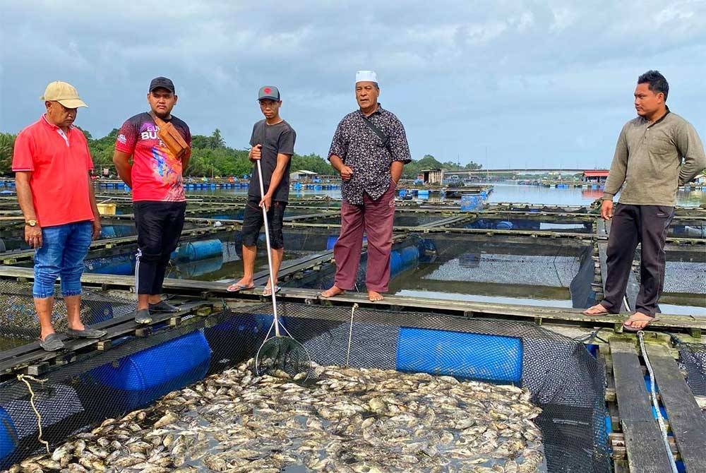 Mustafa (dua dari kanan) bersama penternak lain menunjukkan ikan kerapu hibrid yang mati disebabkan kandungan air masin yang rendah di Laguna Semerak, Pasir Puteh pada Ahad.