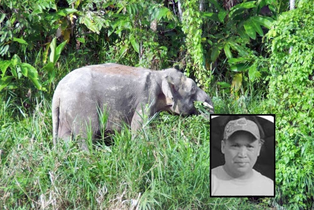 (Gambar kecil: Joe Fred Lansou) Mangsa maut akibat tertusuk gading gajah di bahagian perut ketika menjalankan tugas rutin di kandang gajah. (Gambar hiasan gajah) - Foto 123rf