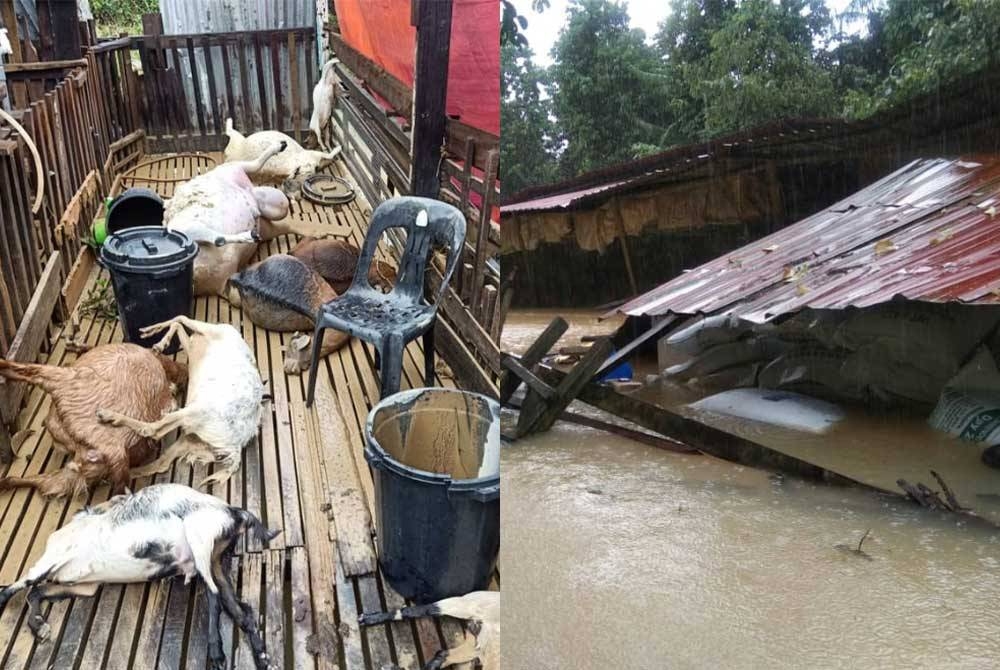 (Gambar kir)i: Kambing yang mati akibat banjir (Gambar kanan): Kandang mikik penternak yang terjejas akibat banjir. - Foto JPV.