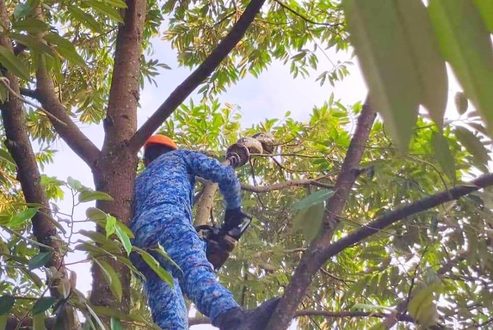 Anggota APM memotong dahan yang dililit ular sawa batik seberat 70 kg di Jalan Pengkalan Chepa, Kota Bharu.