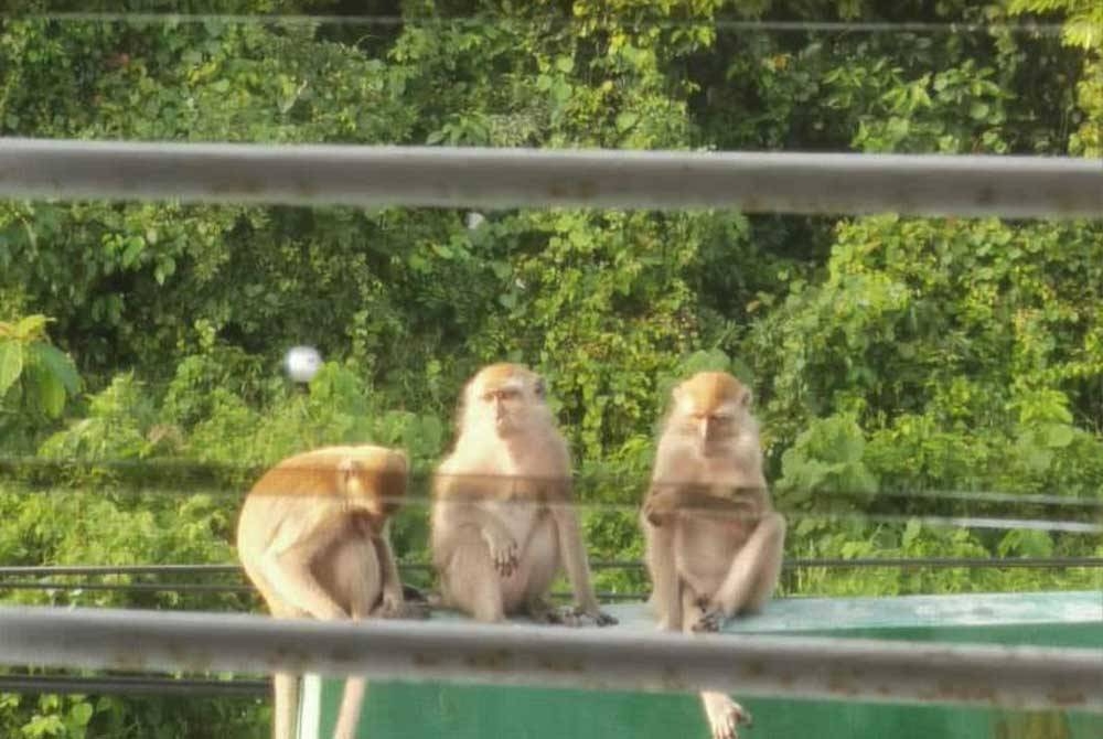 Kehadiran monyet liar mengganggu penduduk di Taman Labu Jaya.