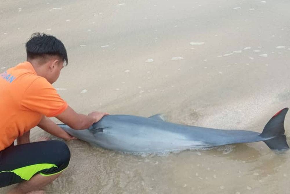 Ikan lumba-lumba yang ditemui terdampar di kawasan pesisir Pantai Air Papan Mersing pada pagi Sabtu.- Foto APM Daerah Mersing