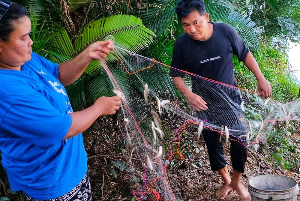 Aktiviti tahan jaring oleh penduduk terdiri Orang Asli suku Semelai yang tidak ketinggalan menangkap ikan mungkus.