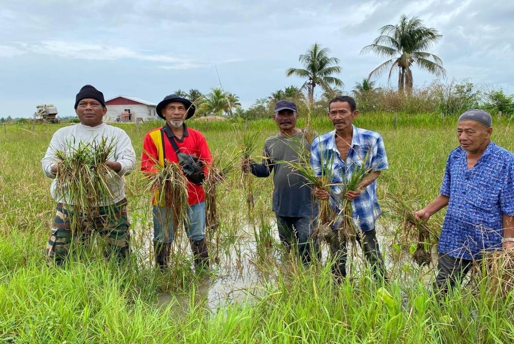 Banjir buruk yang melanda Pasir Puteh pada 18 Disember lalu menyebabkan petani di Mukim Merkang dan Nara mengalami kerugian RM1.4 juta nilai hasil tuaian padi.