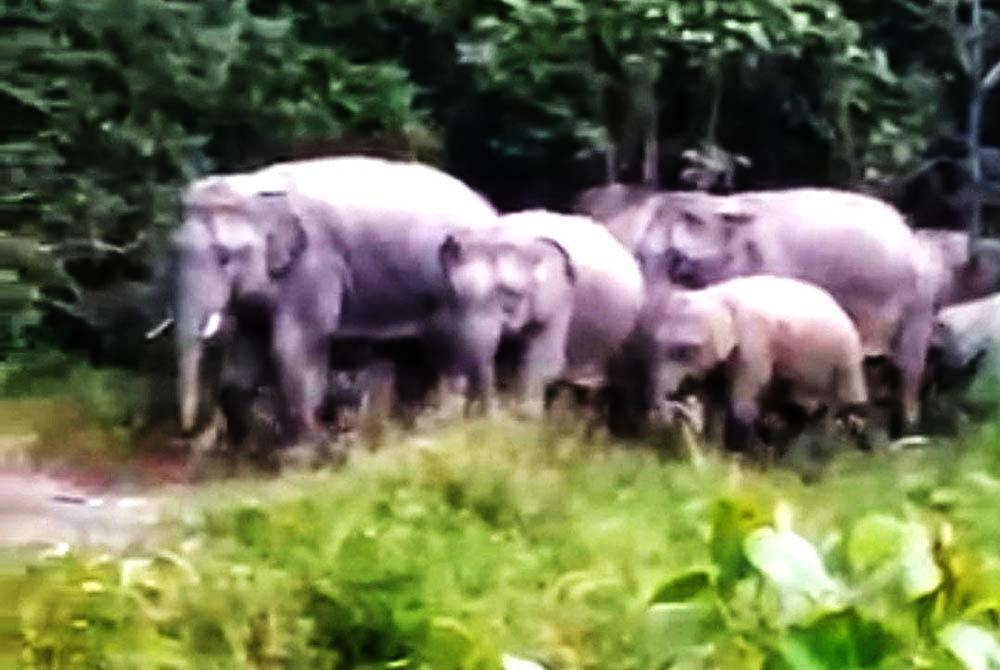 Kelibat kawanan gajah di kawasan perumahan Pejabat Ladang Hutan Kemasul pada Isnin.