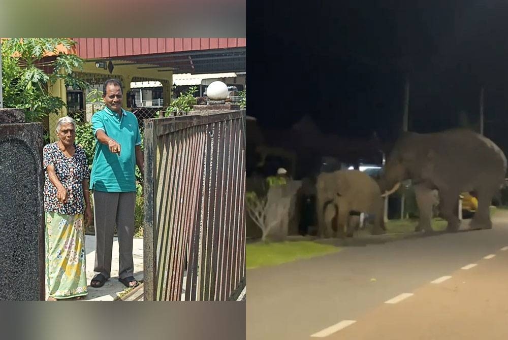 M Pavayee (kiri) dan M Alongovan (kanan) menunjukkan pagar rumah yang dirempuh gajah pada malam Rabu. Tangkap layar rakaman video yang tular memaparkan dua ekor gajah merempuh pagar rumah penduduk (kanan).