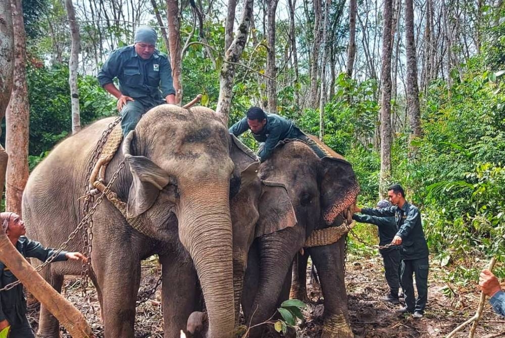 PKGK berjaya menangkap dan memindahkan 33 gajah liar pada tahun lalu. - Foto ihsan PKGK