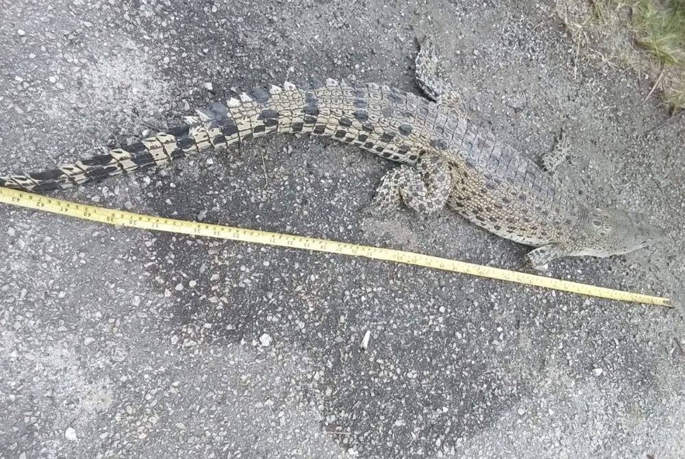 Anak buaya ditemui mati tersangkut dalam jaring di Kolam Takungan Parit 4 Sungai Haji Dorani pada Jumaat.