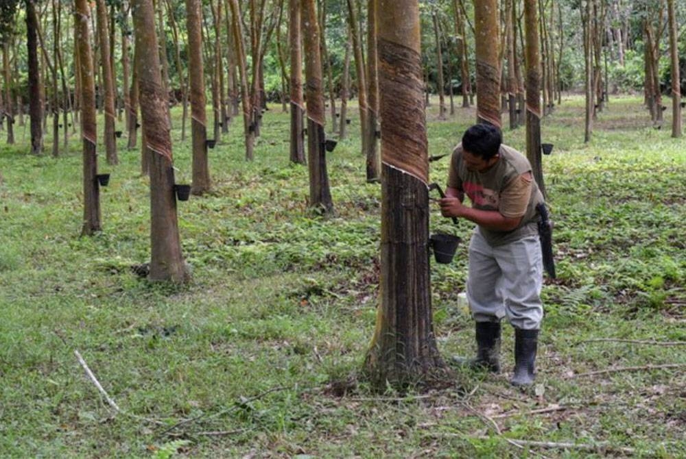 KPK memahami situasi yang dialami pekebun kecil khususnya semasa kejatuhan harga getah. - Foto Bernama