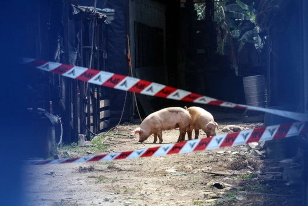 Sebanyak 12.1 peratus daripada keseluruhan 91 ladang babi di Perak telah dijangkiti ASF. - Foto hiasan/Bernama