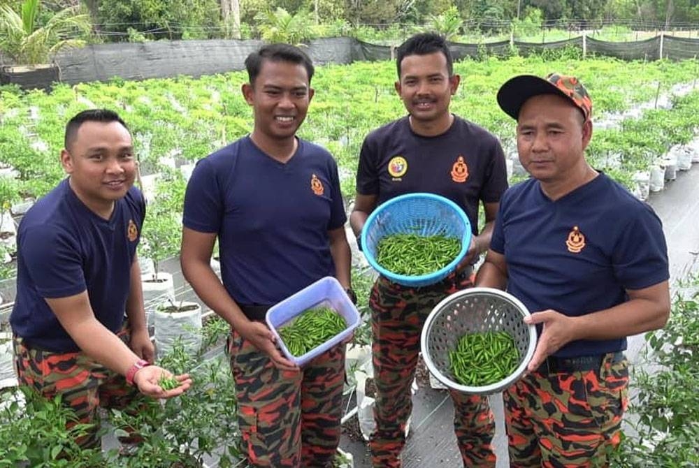 Anggota BBP Nenasi menunjukkan lada bara yang dituai.