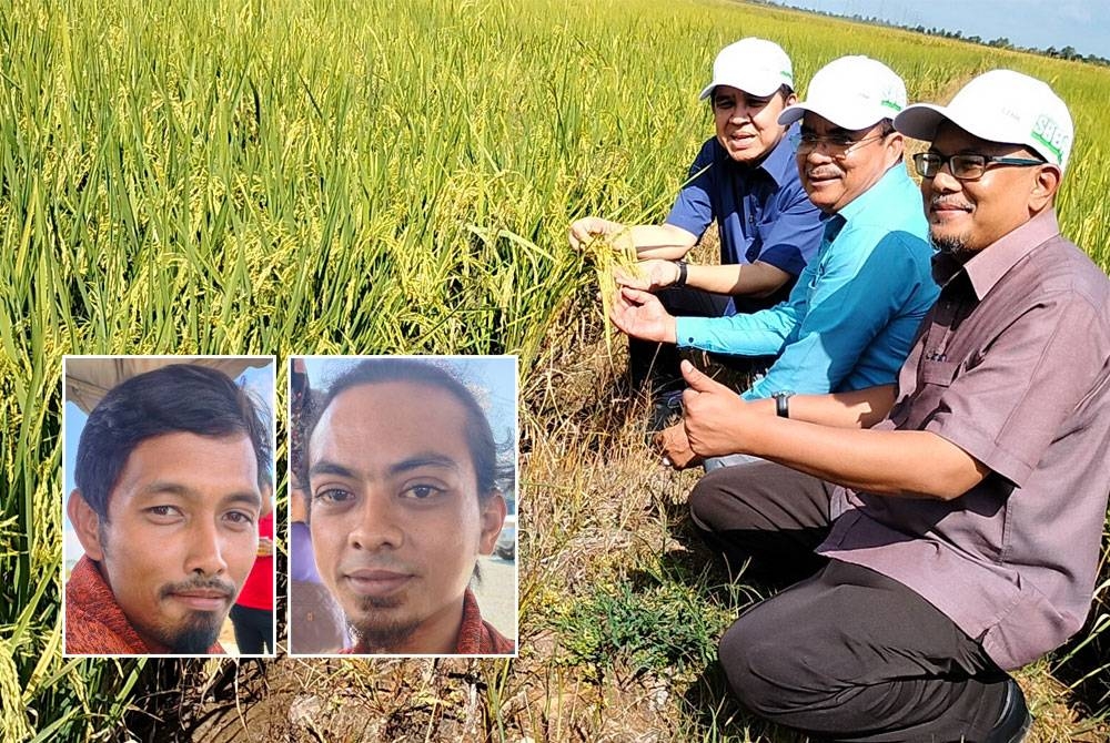 Norizan (kiri) dan Zakaria (tengah) menunjukkan padi yang dihasilkan melalui pelaksanaan Smart SBBA di Yan, Kedah pada Isnin. (Gambar kecil: Mohd Aizat (kiri), Mohd Shukri