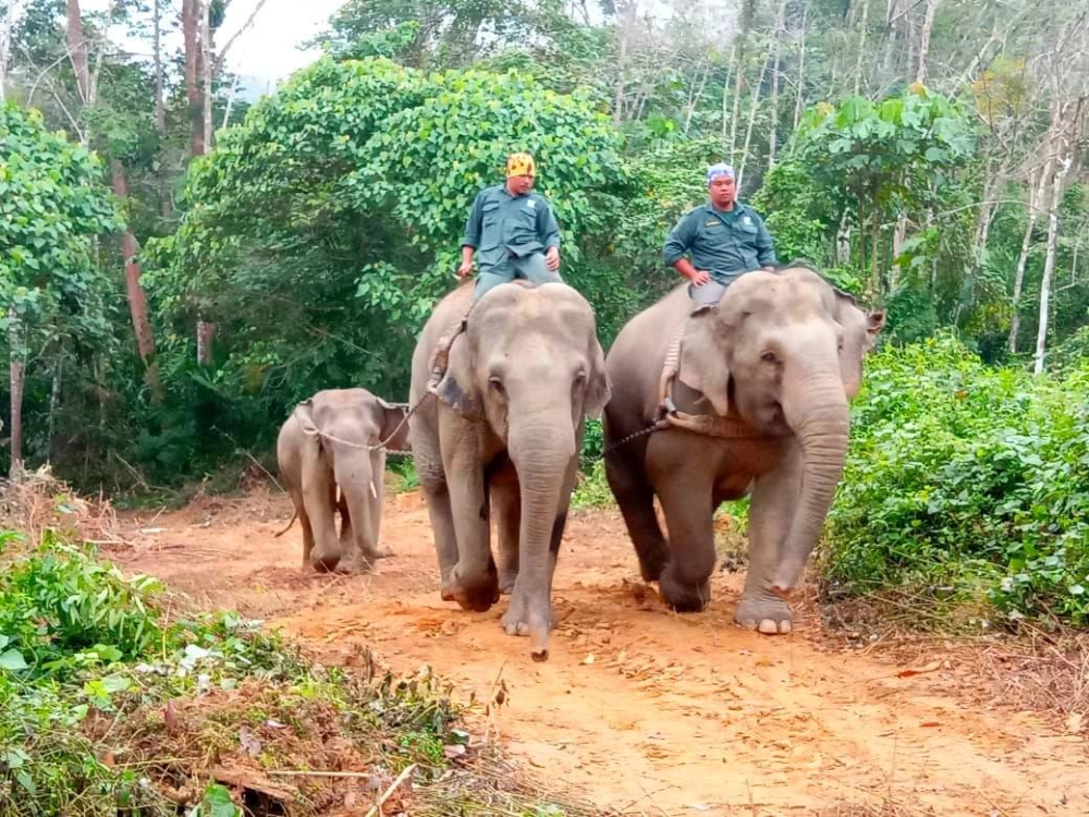 Seekor gajah liar jantan berusia 20 tahun (belakang) dari Kampung Sungai Taku, Pasir Kelang, Kuala Krai telah dipindahkan ke TNRB, Perak pada Selasa.