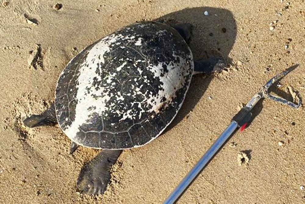 Bangkai tuntung laut yang dijumpai Muhammad Azrul Izzham di pesisir Pantai Seberang Takir di Kuala Nerus.