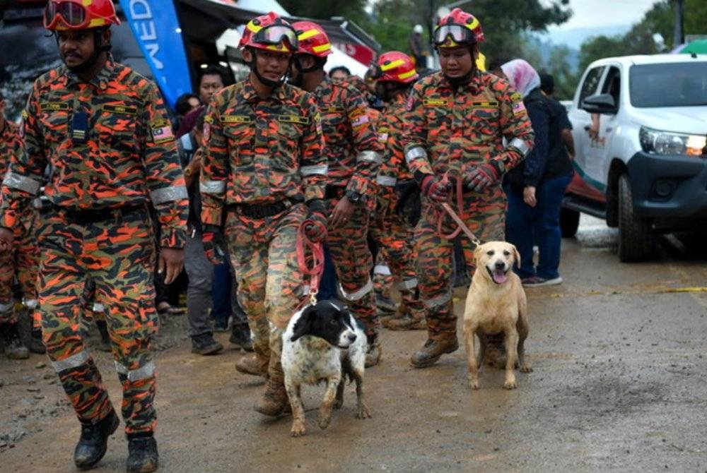 Unit Anjing Pengesan (K-9) bernama Grouse (kiri) dan Denti (kanan) yang terlibat dalam operasi mencari mangsa tanah runtuh di Father&#039;s Organic Farm Batang Kali. - Foto Bernama