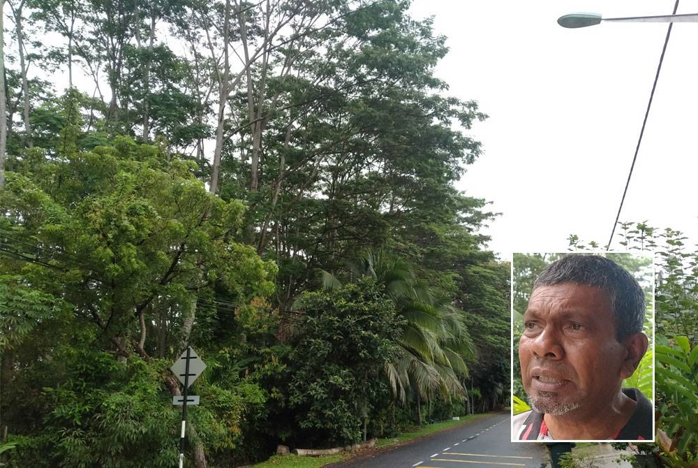 Pokok-pokok balak yang ditanam sudah melepasi ketinggian tiang lampu dan bumbung rumah penduduk. Gambar kecil: Mohd Khalid