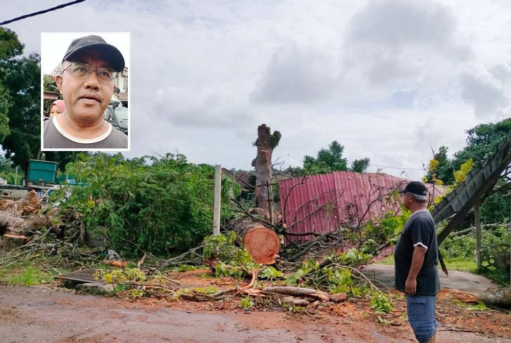 Zainal Abidin melihat pokok besar berusia lebih 30 tahun yang tumbang dalam satu kejadian pada Khamis. Zainal Abidin